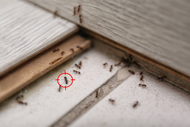 Best Best Pest Control Companies  in Woxall, PA